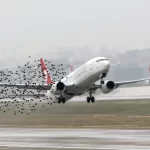 bird strike