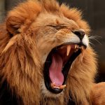 ROARING LION