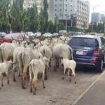 OPEN GRAZING- 2